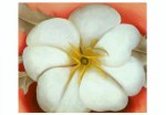 O'Keeffe Georgia; Weisse Blume auf roter Erde